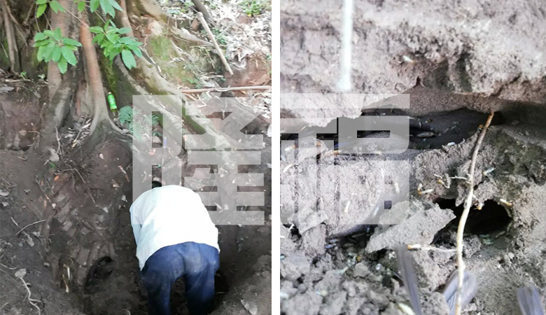 白蟻防治現(xiàn)場