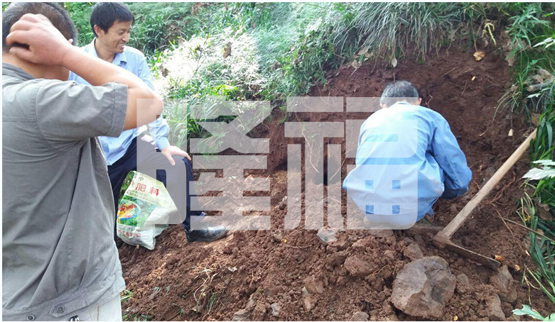 白蟻防治現(xiàn)場