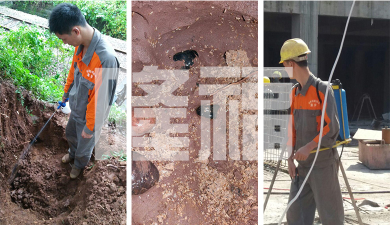 白蟻防治現(xiàn)場